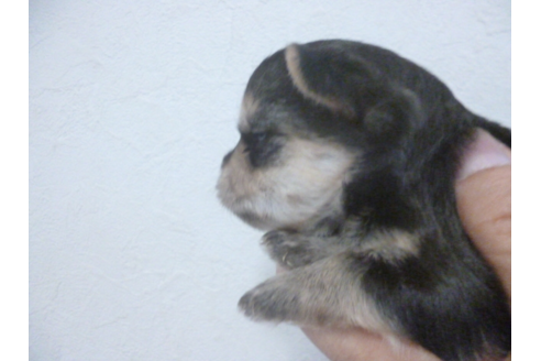 成約済の福岡県のミックス犬-52621の3枚目
