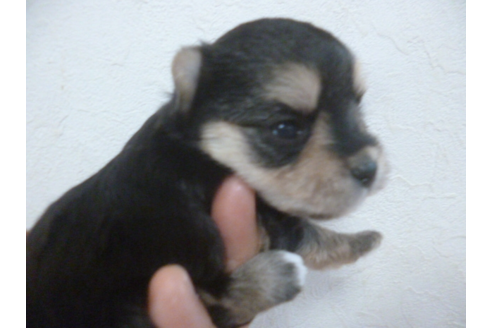 成約済の福岡県のミックス犬-52621の2枚目
