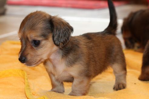 成約済の愛知県のカニンヘンダックスフンド(ロングヘアード)-50810の9枚目