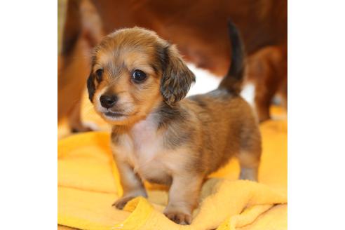 成約済の愛知県のカニンヘンダックスフンド(ロングヘアード)-50810の8枚目