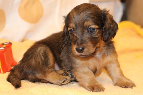 成約済の愛知県のカニンヘンダックスフンド(ロングヘアード)-50809の10枚目