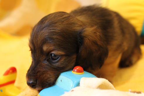 成約済の愛知県のカニンヘンダックスフンド(ロングヘアード)-50809の9枚目