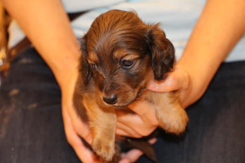 成約済の愛知県のカニンヘンダックスフンド(ロングヘアード)-50809の8枚目