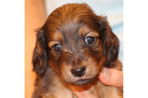 成約済の愛知県のカニンヘンダックスフンド(ロングヘアード)-50809の7枚目