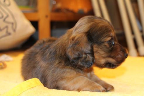 成約済の愛知県のカニンヘンダックスフンド(ロングヘアード)-50809の6枚目