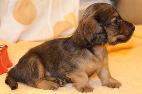 成約済の愛知県のカニンヘンダックスフンド(ロングヘアード)-50809の5枚目