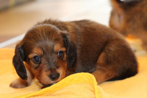 成約済の愛知県のカニンヘンダックスフンド(ロングヘアード)-50811の10枚目