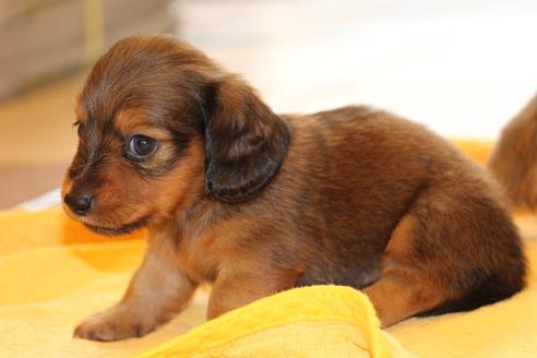 成約済の愛知県のカニンヘンダックスフンド(ロングヘアード)-50811の9枚目