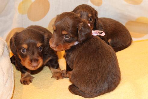 成約済の愛知県のカニンヘンダックスフンド(ロングヘアード)-51859の9枚目