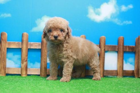 成約済の滋賀県のトイプードル-51977の4枚目