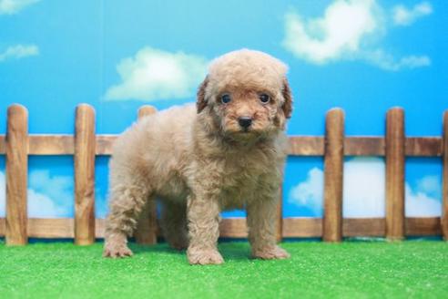 成約済の滋賀県のトイプードル-51977の3枚目