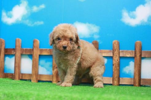 成約済の滋賀県のトイプードル-51978の4枚目