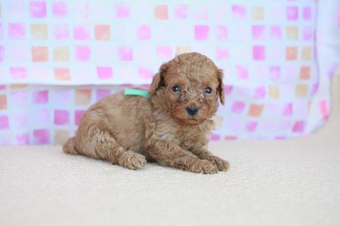 成約済の滋賀県のトイプードル-51978の2枚目