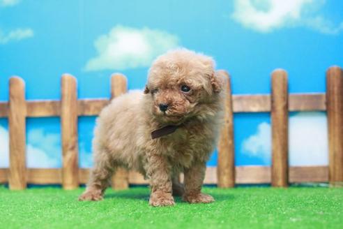 成約済の滋賀県のトイプードル-51979の4枚目