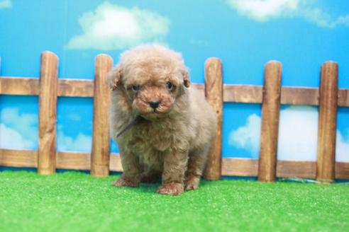 成約済の滋賀県のトイプードル-51979の3枚目