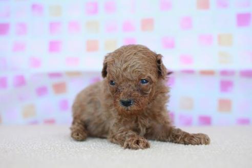 成約済の滋賀県のトイプードル-51979の2枚目