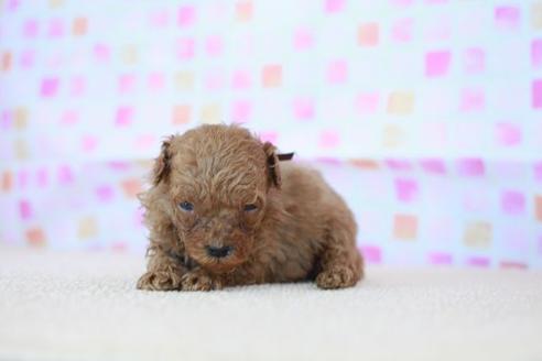 成約済の滋賀県のトイプードル-51979の1枚目