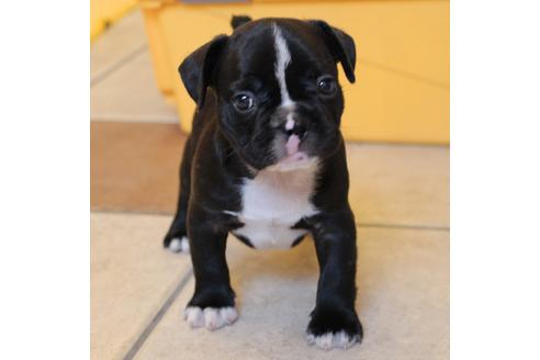 成約済の愛知県のフレンチブルドッグ-50512の9枚目