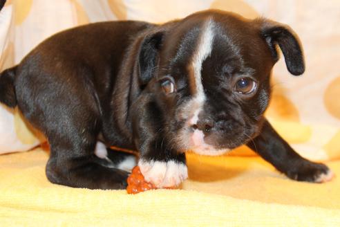 成約済の愛知県のフレンチブルドッグ-50512の7枚目