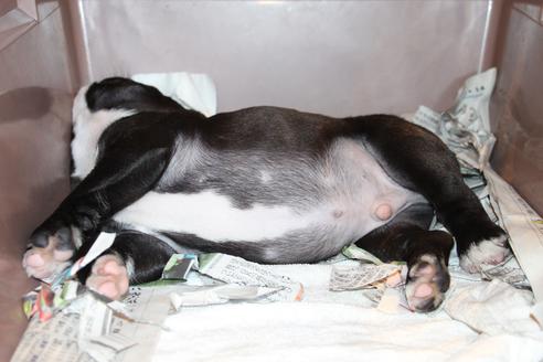 成約済の愛知県のフレンチブルドッグ-50512の6枚目