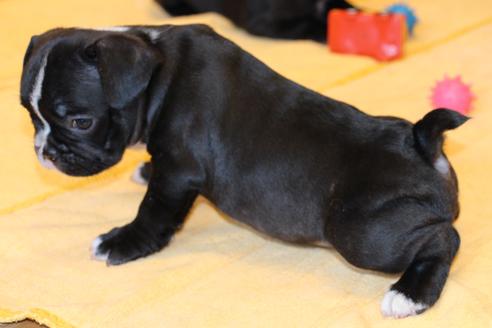 成約済の愛知県のフレンチブルドッグ-50512の5枚目