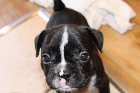 成約済の愛知県のフレンチブルドッグ-50512の3枚目