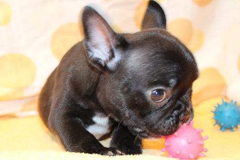 成約済の愛知県のフレンチブルドッグ-50509の10枚目