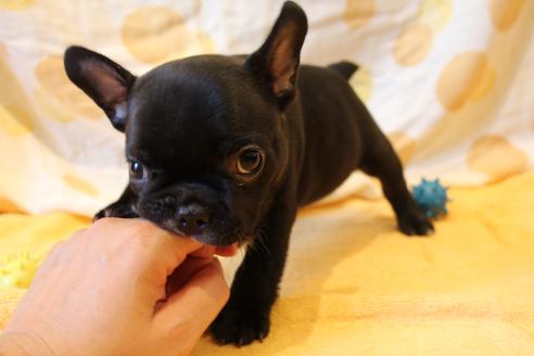 成約済の愛知県のフレンチブルドッグ-50509の9枚目