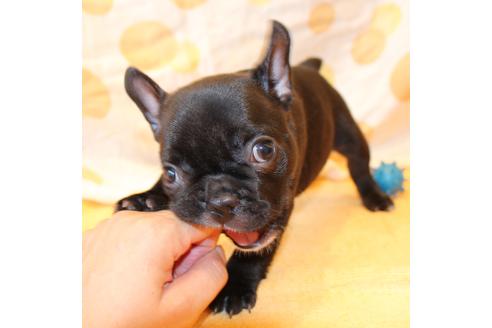 成約済の愛知県のフレンチブルドッグ-50509の8枚目