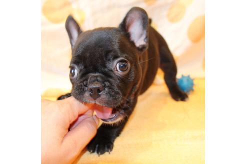 成約済の愛知県のフレンチブルドッグ-50509の7枚目