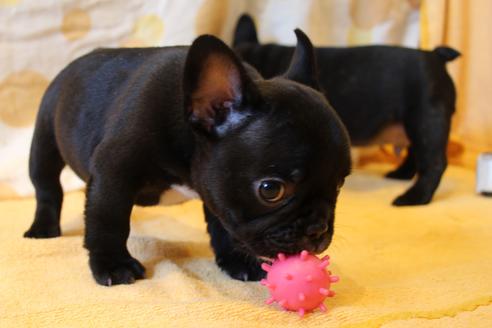 成約済の愛知県のフレンチブルドッグ-50509の6枚目