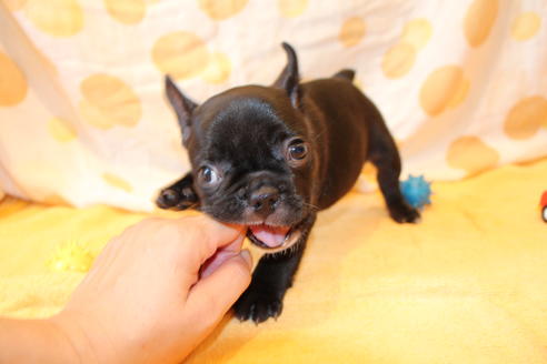 成約済の愛知県のフレンチブルドッグ-50509の5枚目