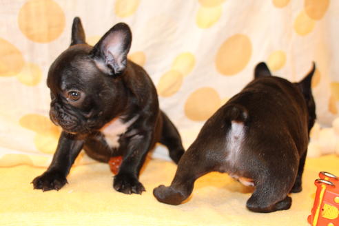 成約済の愛知県のフレンチブルドッグ-50509の3枚目