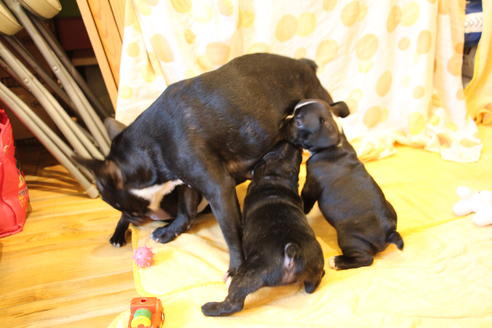 成約済の愛知県のフレンチブルドッグ-50509の2枚目