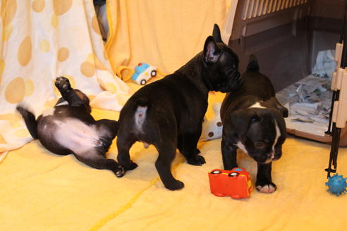 成約済の愛知県のフレンチブルドッグ-50509の1枚目