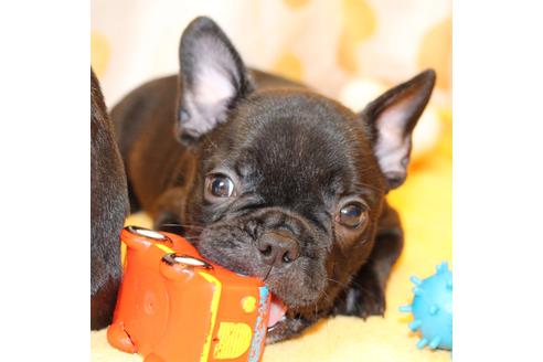成約済の愛知県のフレンチブルドッグ-50511の10枚目