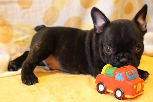 成約済の愛知県のフレンチブルドッグ-50511の9枚目