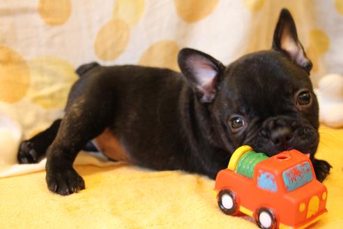 成約済の愛知県のフレンチブルドッグ-50511の8枚目