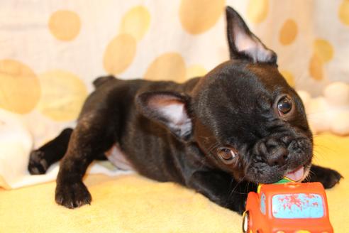 成約済の愛知県のフレンチブルドッグ-50511の7枚目