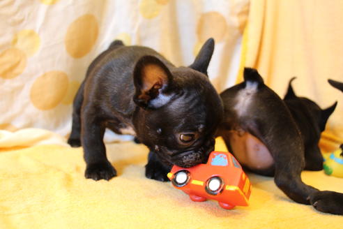 成約済の愛知県のフレンチブルドッグ-50511の6枚目