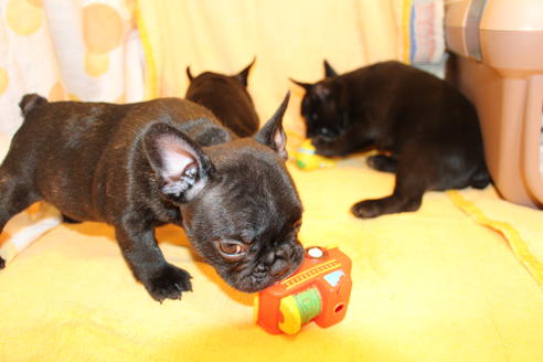 成約済の愛知県のフレンチブルドッグ-50511の5枚目