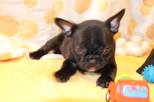 成約済の愛知県のフレンチブルドッグ-50511の4枚目