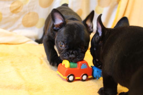 成約済の愛知県のフレンチブルドッグ-50511の3枚目