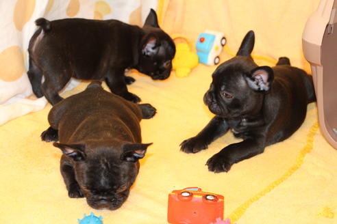 成約済の愛知県のフレンチブルドッグ-50511の2枚目
