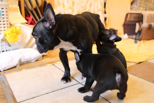 成約済の愛知県のフレンチブルドッグ-50511の1枚目