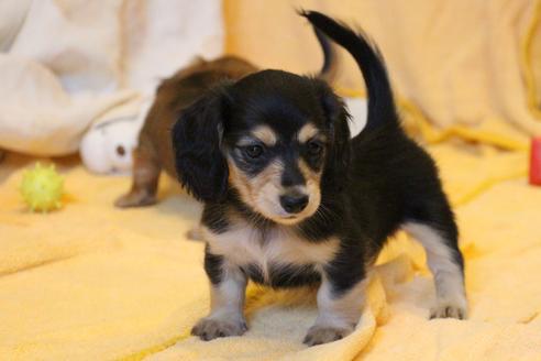 成約済の愛知県のカニンヘンダックスフンド(ロングヘアード)-50517の7枚目