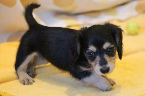 成約済の愛知県のカニンヘンダックスフンド(ロングヘアード)-50517の6枚目