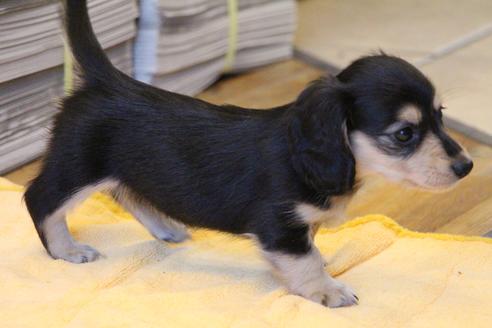 成約済の愛知県のカニンヘンダックスフンド(ロングヘアード)-50517の5枚目