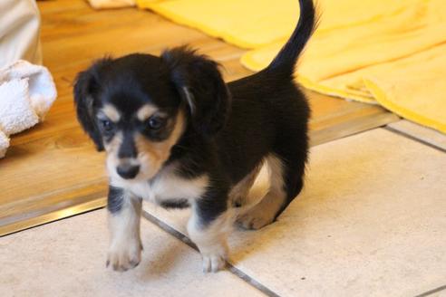 成約済の愛知県のカニンヘンダックスフンド(ロングヘアード)-50517の4枚目