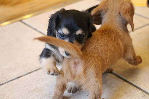 成約済の愛知県のカニンヘンダックスフンド(ロングヘアード)-50517の3枚目